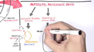 Microbiology  Bacteria Antibiotic Resistance [upl. by Adnahsar]