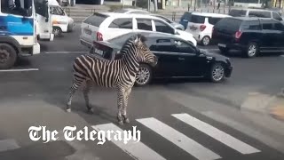 Zebra crossing Escaped zoo animal roams the streets of Seoul [upl. by Lertnek805]