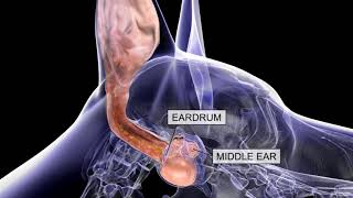 Otitis externa una enfermedad dolorosa en caninos [upl. by Llennahc]