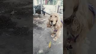 Cocker dog 🐶🐕 cute boy 🤩🤩🤩 [upl. by Araht]