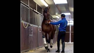 Piaffe in hand  Dressage Andrea Giovannini [upl. by Tsuda]