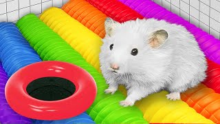 DIY Hamster Escapes the Giant Colorful Maze with Traps [upl. by Bonney616]