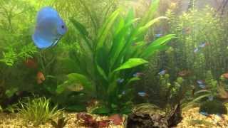 Corydoras Sterbai Care Sterbai Corys [upl. by Yessac]