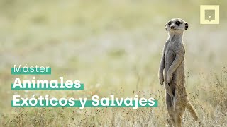 Protege la vida animal con el Máster en Animales Exóticos y Salvajes  Nubika [upl. by Aisile]