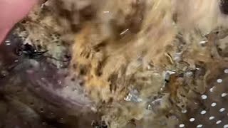 Cleaning Wildcrafted Chondrus Crispus  Sea Moss From The Caribbean Seas of StLucian [upl. by Sirah]