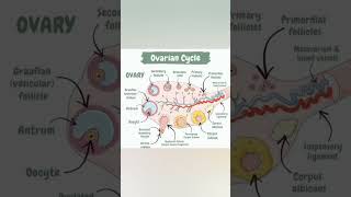 🛑📢OVARIAN CYCLE humananatomy anatomyembryologybiologyviraltrendingshorts😳😱📚🩺 [upl. by Odravde182]