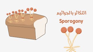 التكاثر بالجراثيم في فطر عفن الخبز  Sporogony in bread mold [upl. by Ydner471]