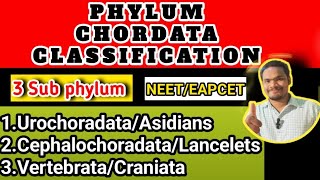 Phylum chordata classificationphylum chordata class 11 by Sagar zoology [upl. by Richards]