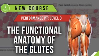 The Functional Anatomy of the Glutes  Performance PT Coach Certification Sample [upl. by Miriam]