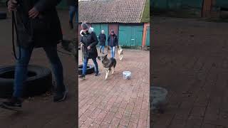 Hundeschule Wolf und Co am 12November 2024 [upl. by Iniffit]