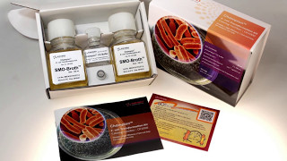 Prepare Competent Cells Directly from Ecoli Colonies Using Champion Ecoli Transformation Kit [upl. by Elbert]