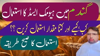 How to use Humic Acid In Wheat 🌾 CropGhulam Shabeer Velogs [upl. by Ahseym692]