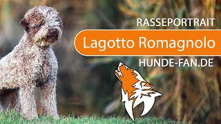 ► Lagotto Romagnolo 2019 Rasse Aussehen amp Charakter [upl. by Littlejohn]