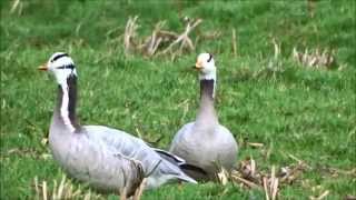 Barheaded Geese  Indische Ganzen Anser Indicus [upl. by Minni]