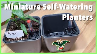 Miniature SelfWatering Planters from Amazon [upl. by Morley]