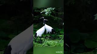 Red Crowned Crane nature crane [upl. by Nohsav]