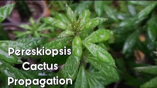 Pereskiopsis Cactus Propagation  Micro Grafting Rootstock [upl. by Averell543]