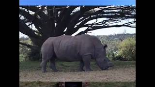 Kragga Kamma Game Park amp Lodge Port Elizabeth South Africa [upl. by Egoreg]