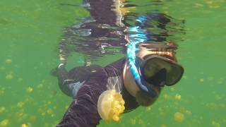 Swim Through Jellyfish Lake Palau [upl. by Orlando]