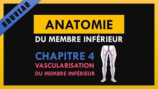 Anatomie Du Membre Inférieur  Chapitre 4  Vascularisation du membre inférieur [upl. by Assiralc]