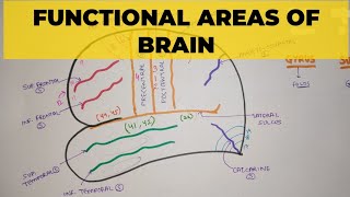 Functional Areas of Brain  1  Sulci amp Gyri [upl. by Enillebyam]