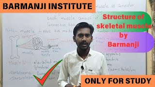 Structure of Skeletal muscle  sarcolemma  sarcoplasm  sarcomere  myofibrils  muscle bundle [upl. by Mukul16]