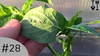 Biological Control Of Greenfly  Nicks Allotment Diary 28 [upl. by Rehpotisrhc]