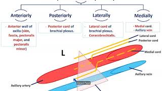 Axillary Vessels and Lymph Nodes  Dr Ahmed Farid [upl. by York]