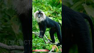 Lion Tailed Macaque ll Rare animal ll సింహతోక మకాక్ ll Telugu Facts ll TOT FACTS [upl. by Aleihs]