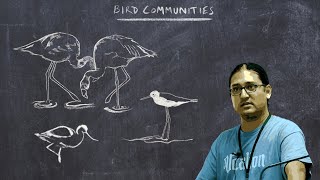 Basic Ornithology Bird Communities [upl. by Redlac]