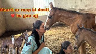 Itni heavy rain me sare kisano ka mungfali me bahot nuksan ho raha hai horse heavyrain farmer [upl. by Hairym]