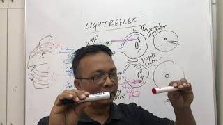 light reflex pathway pupillary light reflex [upl. by Aisenat]