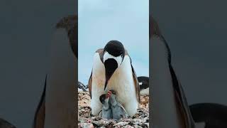 Why this Penguin is Brown🐧 facts ytshortsindia [upl. by Gallenz]