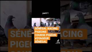 Pigeons voyageurs Sénégal [upl. by Salazar756]