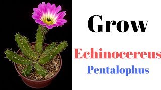 Echinocereus Pentalophus  Grow Ladyfinger Cactus [upl. by Jefferson]