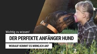 Der perfekte Anfänger Hund  Welche Hunderasse passt zu mir  Welpenerziehung by Vitomalia [upl. by Trin]