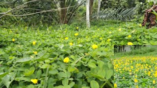 bakal betah di kebun klo begini menyulap kebun sawit seperti taman [upl. by Onyx]