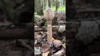 pilzesammeln parasol fungi schwammerl wald pilze wildfood riesenschirmling macrolepiota [upl. by Nimrahc328]