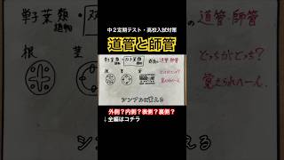 【根茎葉｜道管と師管のわかりやすい簡単覚え方解説】語呂合わせ・維管束・断面図・植物のつくり・ホウセンカ【中学受験・中2定期テスト・中3高校受験勉強授業】 shorts [upl. by Wesle255]