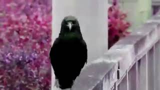 Dancing Crow With Attitude  Funny Crow Video  Black Crow [upl. by Theo]