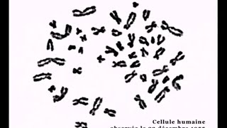 microscope optique  1er caryotype [upl. by Saffren706]