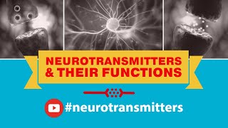 Neurotransmitters And Their Functions Dopamine Glutamate Serotonin Norepinephrine Epinephrine [upl. by Aziar]