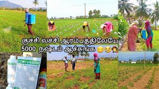 🌱புல்லு மருந்து அடிச்சு என்ன ஆச்சி பாருங்க😢Tapioca herbicides explainsvillagevivasayamagri [upl. by Corey948]