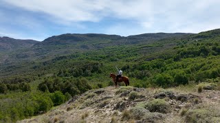 The Foundations Rewilding Chile amp Rewilding Argentina – Ep 2 [upl. by Devehcoy875]