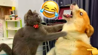 When home is Nothing but Funny pets Dogs and Cats 😸🤣 [upl. by Ihel]