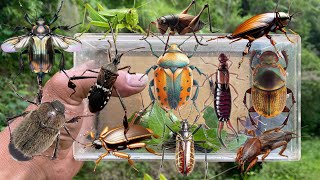 Hunting beetles‼️catch golden beetle longhorn beetle stag beetle mole cricket insect earwig bug [upl. by Anomer]