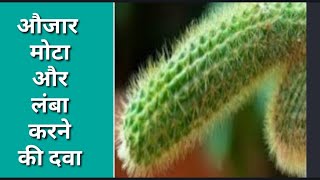 cydonia vulgaris in hindi  cydonia vulgaris homeopathic medicine use in hindi  cydonia vulgaris q [upl. by Idna961]