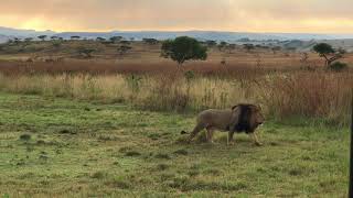 Nambiti Private Game Reserve  Lion [upl. by Heath]