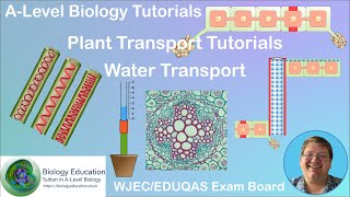 Water Transport in Plants Tutorial AS Biology WJEC EDUQAS [upl. by Esnohpla]