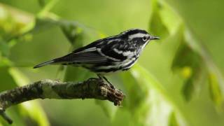 BlackandWhite Warbler [upl. by Nna]